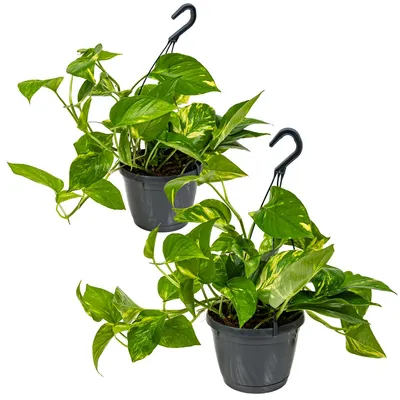 Produktbild von 2er-Set Scindapsus Aureum, Efeutute, 20-30 cm, Topf 17 cm