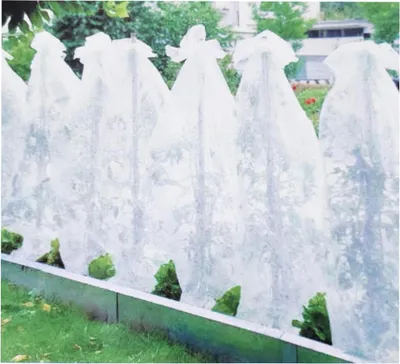Plants covered with protective fleece in a garden bed.