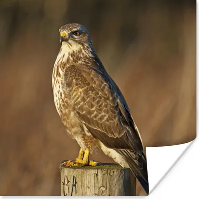 Produktbild von MuchoWow® Poster Bussard - Pfahl - Herbst 75x75 cm - Wand Dekoration
