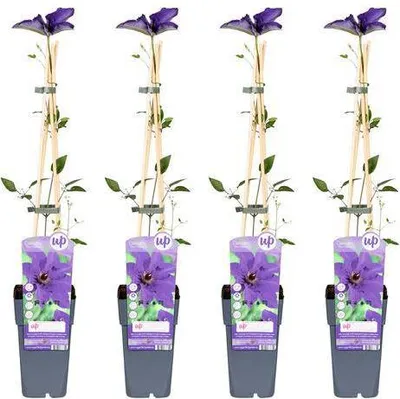 Obrázek produktu pro Plaménka – Clematis 'The President' – 4 rostliny – Ø 15 cm – ↕ 65 cm – popínavá rostlina s fialovými květy – ideální do zahrady a na pergolu