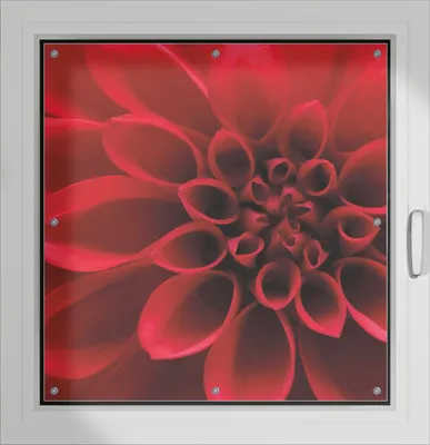 Produktbild von Wallario Lichtschutzbild, Dekorativer Sichtschutz Sonnenschutz 96 x 100 cm mit Motiv: Rote Dahlienblüte in Nahaufnahme - Verdunklung ohne Bohren