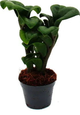 Zdjęcie produktu dla Mini roslina - palma Zamio - Zamioculcas zamiifolia - piórko szczescia - latwa pielegnacja - mala roslina - doniczka 5,5 cm