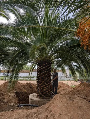 Produktbild von Palme Phoenix Canariensis Höhe 8 Meter - Geeignet für Winterhärtezone 7b (–12 °C bis –15 °C)