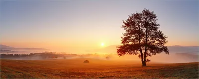 Produktbild von Wallario Poster - Sonnenaufgang über der Wiese mit Nebel, Kunstdruck Größe: 50 x 125 cm