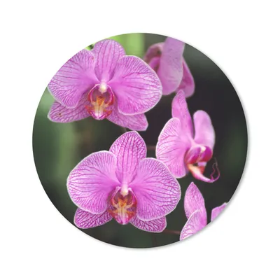 Produktbild von MuchoWow® Mauspad Mousepad Rosa Orchidee 20x20 cm - Mousepads - Maus Mat - Pad - Mausunterlage - Schreibtischmatte