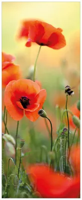 Produktbild von Wallario Premium Glasbild, freischwebende Optik, kräftige Farben, Größe 125 x 50 cm Motiv Mohnblumenblüten