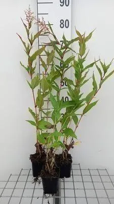 Obrázok produktu pre 6 x Persicaria polymorpha - Sviečkovec mnohobradý - kvetináč 9 x 9 cm