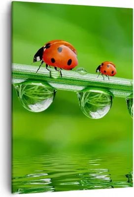 Produktbild von Bild auf Leinwand - Leinwandbild - Einteilig - Marienkäfer Wasser Grün Umwelt - 50x70cm - Wand Bild - Wanddeko - Wandbilder - Leinwanddruck - Wanddekoration - Leinwand bilder - Wandbild - PA50x70-2661