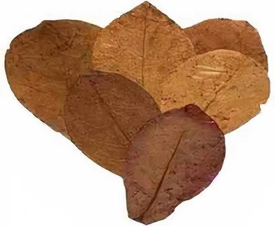 Productafbeelding van CeramicNature Catappa bladeren XL 10 stuks 21|40 cm voor aquarium en terraria 25 stuks