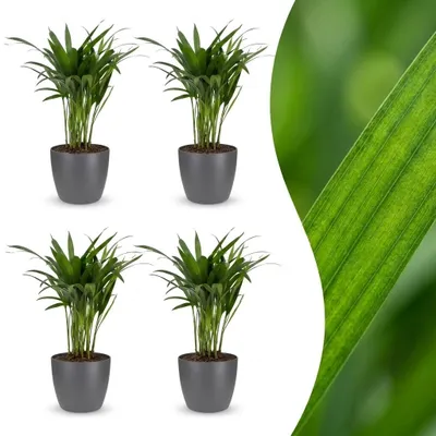 Produktbild von Green boutiQ - Areca Lutescens - Goldfruchtpalme - 4 Pflanzen - mit Potter Grijs - Topf 12cm - Höhe - 45cm