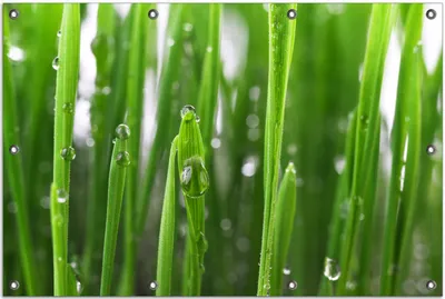 Produktbild von Wallario Outdoor-Poster für Garten oder Balkon, Motiv Wassertropfen an Grashalmen, in ca. 80 x 120 cm