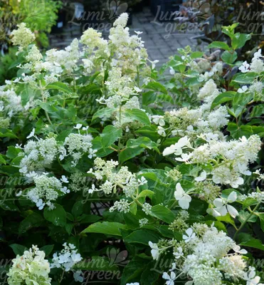 Produktbild von Rispenhortensie ´SILVER DOLLAR®´ 40-50 cm, Cont. 3 l