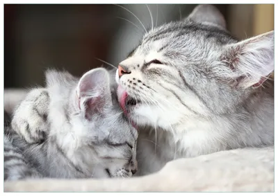 Produktbild von Wallario Premium Glasbild, freischwebende Optik, kräftige Farben, Größe 100 x 70 cm Motiv Süße kleine getigerte Katzenbabys