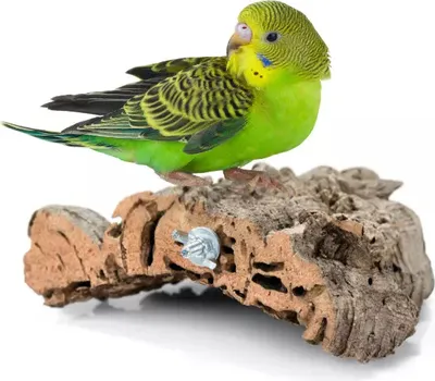 Produktbild von Natürliche Korkbaum-Holzstange Für Kleine Und Mittlere Papageien - Spielzeug Und Pflege