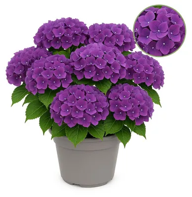 Immagine prodotto di Cuore esotico - Ortensia - Hydrangea Forever & Ever - Viola - 7-12 fiori - vaso da 23 cm
