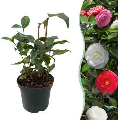 Image de Heesters - Camelia japonica Tricolour - Bloem Roze Wit en Rood - 1 Plant - Groenblijvend - 30cm - Ø15cm - Plante de jardin
