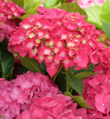 Produktbild von Bauern-Hortensie ´MASJA´ 20-30 cm, Cont. 1,4 l