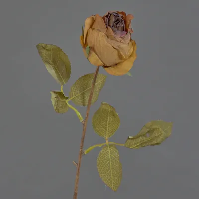 Produktbild von artplants.de Künstliche Rose GROLK, Trockenoptik, braun, 45cm - Kunstblume Rose