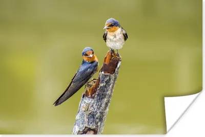Produktbild von MuchoWow® Poster Vögel - Zweig - Porträt 90x60 cm - Schlafzimmer