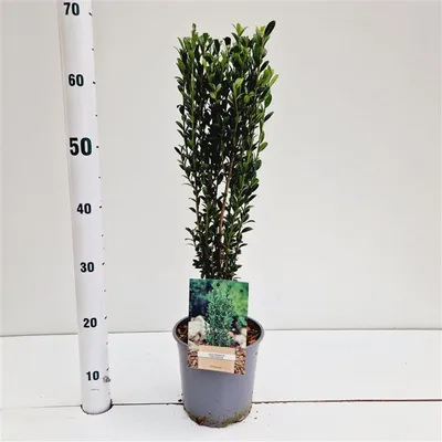 Image de Ilex cren. 'Fastigiata' - Houx | 40-50 cm en pot