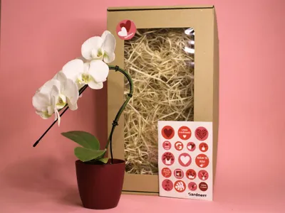 Obrázok produktu pre Darčeková sada Gardners s láskou – Phalaenopsis s kvetináčom