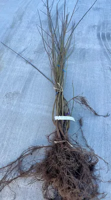Image de 10 plants de Salix triandra - Mandelweide, hauteur 60-90 cm, vendues à racines nues