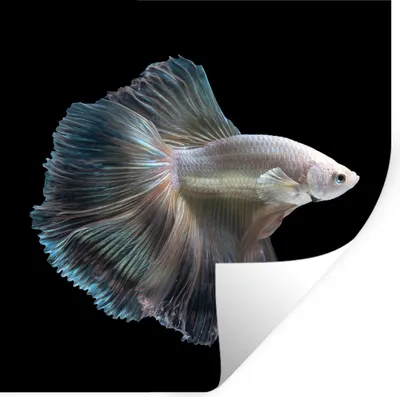 Produktbild von MuchoWow® Wandtattoo Wandsticker Wandaufkleber Fisch - Schwanz - Weiß 100x100 cm Selbstklebend und Repositionierbar - Wierderverwendbar - Selbstklebend