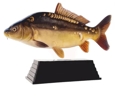 Productafbeelding van Real Fish Trofee Spiegelkarper 20 cm