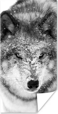 Produktbild von MuchoWow® Poster Wolf mit verschneitem Kopf in schwarz-weiß 40x80 cm - Dekoration