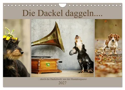Produktbild von Die Dackel daggeln.... (Wandkalender 2027 DIN A4 quer), CALVENDO Monatskalender