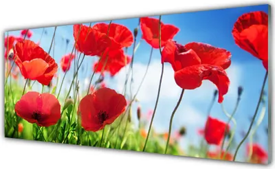 Produktbild von Acrylglasbilder 125x50 Wandbild Druck Mohnblumen Gras Natur