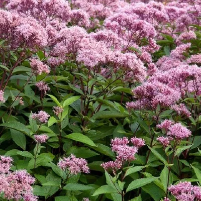 Produktbild von 6 x Wasserdost  - Eupatorium maculatum 'Atropurpureum'  | Topf 9cm x 9cm