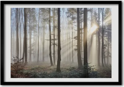 Produktbild von Bild - Bilder - Bilderrahmen - 70 cm x 50 cm - MDF-Rahmen, Wandkunst Nebel im Wald
