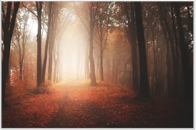 Produktbild von Wallario Wandbild Herbstwald - Weg zu einer Lichtung im Wald, Größe: 61 x 91,50 cm, Poster mit weißem Aluminiumrahmen