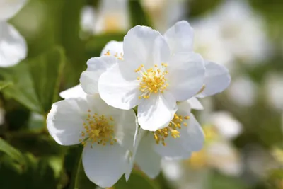 Produktbild von Philadelphus coronarius, Duftjasmin, weiß, 40–60 cm