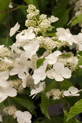 A close-up view of white hydrangea flowers and buds.