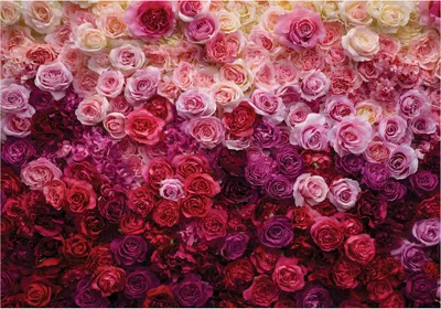 Produktbild von Fototapete Blumen Rosen Romantisch - 400x280 cm - Vliestapete Wohnzimmer Schlafzimmer - Vlies Fototapete Rosa - 15996VX8