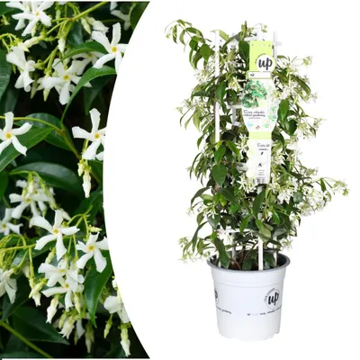 Produktbild von Trachelospermum jasminoides Star of Venice Terrasse & Garten Ø23cm immergrün
