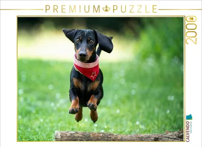 Produktbild von CALVENDO Puzzle Der fliegende Dackel | 2000 Teile Lege-Größe 90x67cm Foto-Puzzle für glückliche Stunden