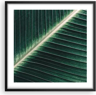 Produktbild von Gerahmtes Poster - Schwarzer Rahmen - Grün Blatt Tropisch - 50x50 cm - Wand Bild - Wanddeko - Wandbilder - Kunstposter - Wandposter - Bilderrahmen - Bilder - Kunstdruck - Wandbild - P2BAC50x50-4126