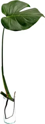 Obrázek produktu pro Gardners Monstera deliciosa - řízek k zakořenění