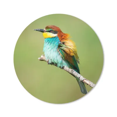 Produktbild von MuchoWow® Mauspad Mousepad Vogel - Tiere - Bienenfresser 20x20 cm - Mousepads - Maus Mat - Pad - Mausunterlage - Schreibtischmatte