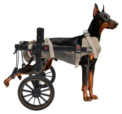 Produktbild von Verstellbarer Hunde-Rollstuhl für Hinterbeine