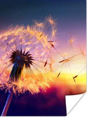 Produktbild von MuchoWow® Poster Löwenzahn - Blumen - Sonnenuntergang - Horizont - Nacht 60x80 cm - Schlafzimmer Dekoration