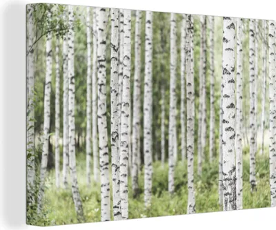 Obrázek produktu pro OneMillionCanvasses® - Obraz na plátně - Vzrostlý březový les s kmeny stromů, nástěnná malba, nástěnné dekorační obrazy obývací pokoj, 120x80cm