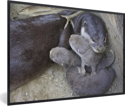 Produktbild von MuchoWow® Gerahmtes Poster Otter mit Jungtier 60x40 cm - Poster mit Schwarzem Bilderrahmen Wandposter Rahmen Foto Bilder - Printing - Wanddeko Schlafzimmer