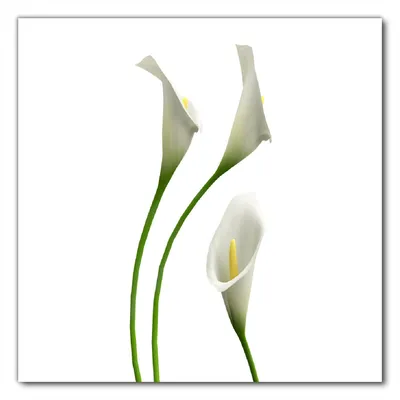Produktbild von Wallario selbstklebende Möbelfolie/ Tischdecke für Innen und Außen, Größe: 100 x 100 cm - Callas weiß gelb