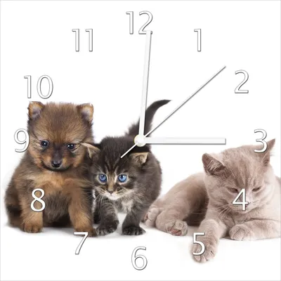 Produktbild von Wallario Design Wanduhr Hundewelpen und Katzenjunge aus Echtglas, Größe 30 x 30 cm