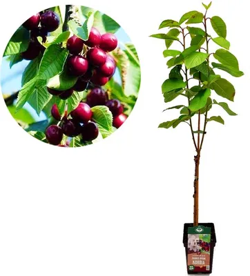 A collage showing a close-up of cherries on a branch and a young cherry tree in a pot.