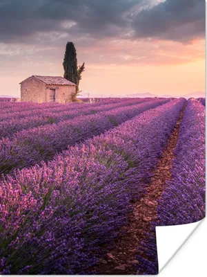 Produktbild von MuchoWow® Poster Lavendel - Blumen - Lila - Feld 60x80 cm - Schlafzimmer Dekoration